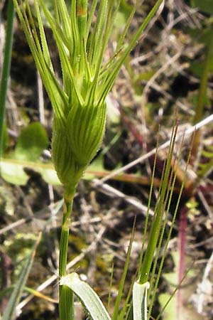 Aegilops geniculata \ Geknieter Walch, Eifrmiger Walch / Bent Goatgrass, I Liguria, Piana Crixia 21.5.2013