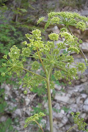 Peucedanum verticillare \ Riesen-Haarstrang, Quirliger Haarstrang / Giant Hog's Fennel, I Sant' Anna d'Alfaedo 26.6.2010