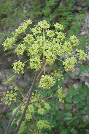 Peucedanum verticillare \ Riesen-Haarstrang, Quirliger Haarstrang / Giant Hog's Fennel, I Sant' Anna d'Alfaedo 26.6.2010