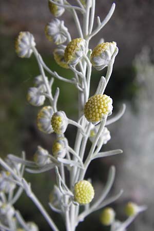 Artemisia alba \ Kampfer-Wermut, Cola-Strauch, I Liguria, Noli 25.5.2013