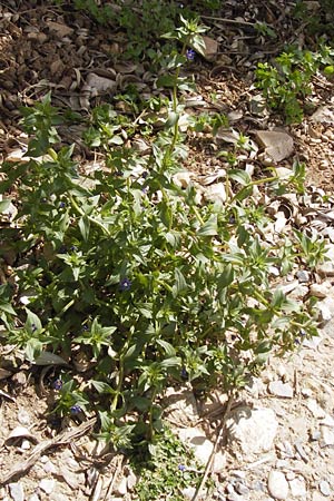 Lysimachia foemina \ Blauer Gauchheil / Blue Pimpernel, I Finale Ligure 31.5.2013