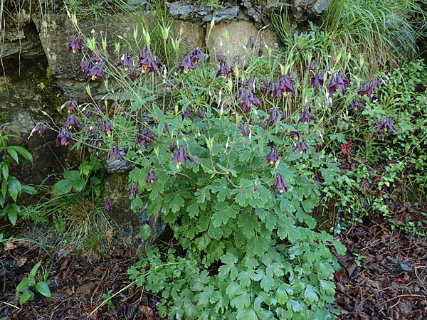 Aquilegia atrata \ Schwarzviolette Akelei / Dark Columbine, I Alpi Bergamasche, Zambla Alta 7.6.2017