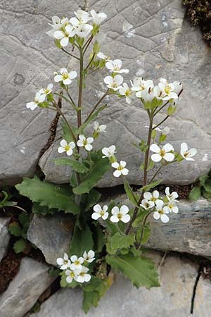 Arabis alpina subsp. alpina \ Alpen-Gnsekresse, I Alpi Bergamasche, Pizzo Arera 9.6.2017