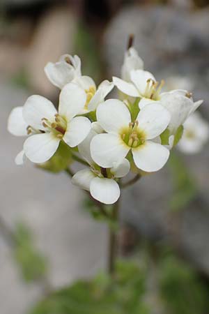 Arabis alpina subsp. alpina \ Alpen-Gnsekresse, I Alpi Bergamasche, Pizzo Arera 9.6.2017