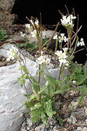 Arabis alpina subsp. alpina \ Alpen-Gnsekresse / Alpine Rock-Cress, I Alpi Bergamasche, Pizzo Arera 9.6.2017