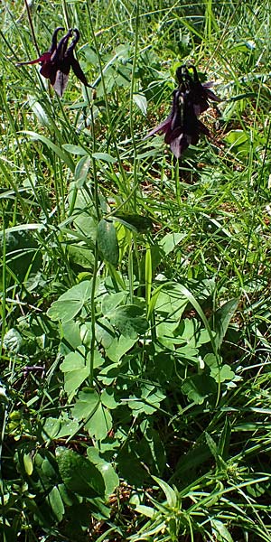 Aquilegia atrata \ Schwarzviolette Akelei / Dark Columbine, I Südtirol,  Plätzwiese 5.7.2022