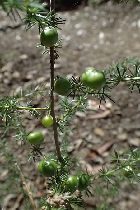 Asparagus acutifolius \ Strauchiger Spargel / Sharp-Leaved Asparagus, I Liguria, Moneglia 26.9.2023