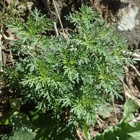 Artemisia alba \ Kampfer-Wermut, Cola-Strauch, I Liguria, Cinque Terre 28.9.2023