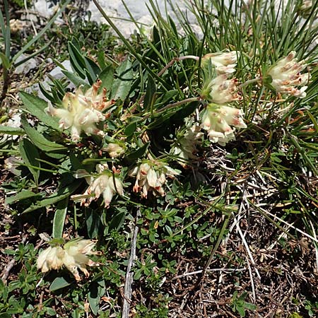 Anthyllis vulneraria subsp. baldensis \ Monte Baldo-Wundklee / Monte Baldo Kidney Vetch, I Alpi Bergamasche, Pizzo Arera 7.6.2017