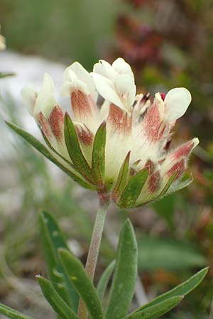Anthyllis vulneraria subsp. baldensis \ Monte Baldo-Wundklee / Monte Baldo Kidney Vetch, I Alpi Bergamasche, Monte Alben 11.6.2017