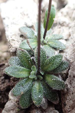 Arabis bellidifolia subsp. bellidifolia \ Gabelhaar-Gnsekresse, Zwerg-Gnsekresse, I Alpi Bergamasche, Monte Alben 11.6.2017