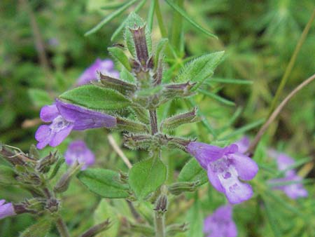 Clinopodium acinos \ Gemeiner Steinquendel / Basil Thyme, I Perugia 3.6.2007