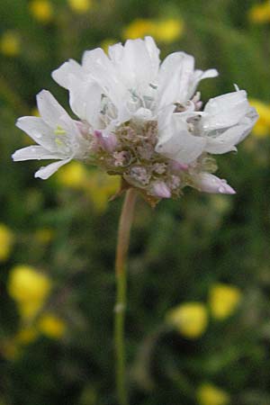 Armeria canescens \ Graue Grasnelke, I Campo Imperatore 5.6.2007