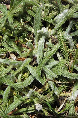 Achillea tomentosa \ Filzige Schafgarbe, Goldgelbe Teppich-Schafgarbe / Wooly Yarrow, I Monti Sibillini 8.6.2007