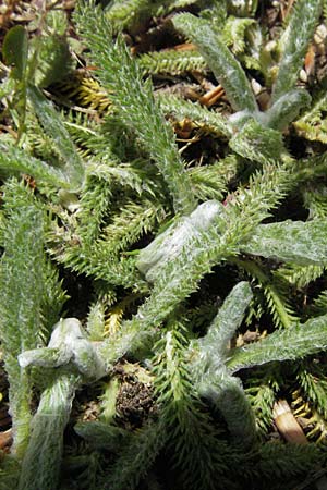 Achillea tomentosa \ Filzige Schafgarbe, Goldgelbe Teppich-Schafgarbe / Wooly Yarrow, I Monti Sibillini 8.6.2007