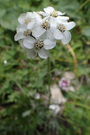 Achillea clavennae \ Bittere Schafgarbe, Weier Speik / Silvery Milfoil, I Südtirol,  Plätzwiese 5.7.2022