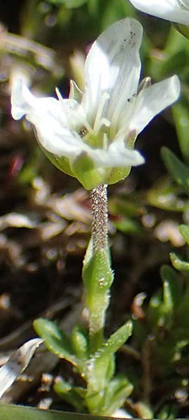 Arenaria ciliata / Fringed Sandwort, Hairy Sandwort, I Südtirol,  Plätzwiese 5.7.2022