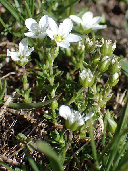 Arenaria ciliata / Fringed Sandwort, Hairy Sandwort, I Südtirol,  Plätzwiese 5.7.2022