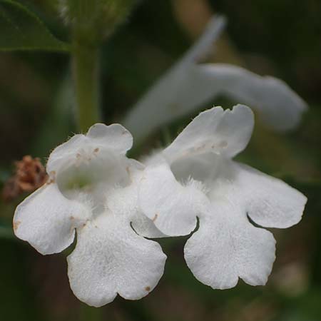 Clinopodium alpinum \ Alpen-Steinquendel, Alpen-Bergminze / Alpine Calamint, I Prags,  Weißlahnsattel 6.7.2022