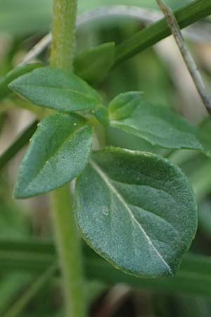 Clinopodium alpinum \ Alpen-Steinquendel, Alpen-Bergminze, I Prags,  Weißlahnsattel 6.7.2022