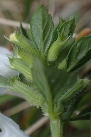 Clinopodium alpinum \ Alpen-Steinquendel, Alpen-Bergminze, I Prags,  Weißlahnsattel 6.7.2022