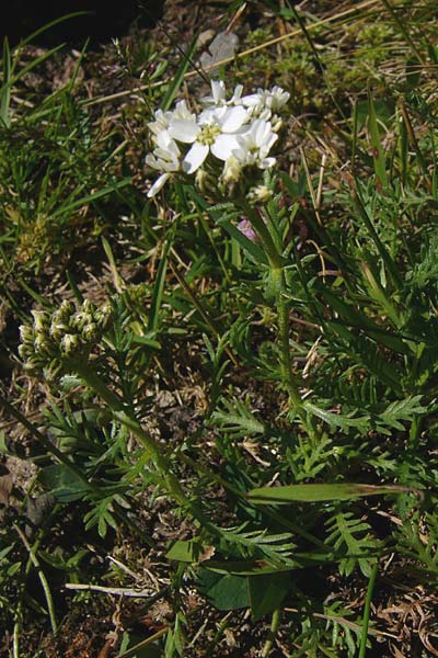 Achillea erba-rotta subsp. moschata \ Moschus-Schafgarbe / Musk Yarrow, Iva, I Graun-Melag 10.8.2011 (Photo: Thomas Meyer)