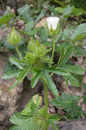 Althaea hirsuta \ Borsten-Eibisch / Rough Marsh Mallow, I Liguria, Dolcedo 30.5.2013