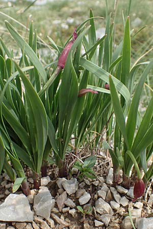 Allium insubricum \ Sdalpen-Lauch, I Alpi Bergamasche, Pizzo Arera 9.6.2017