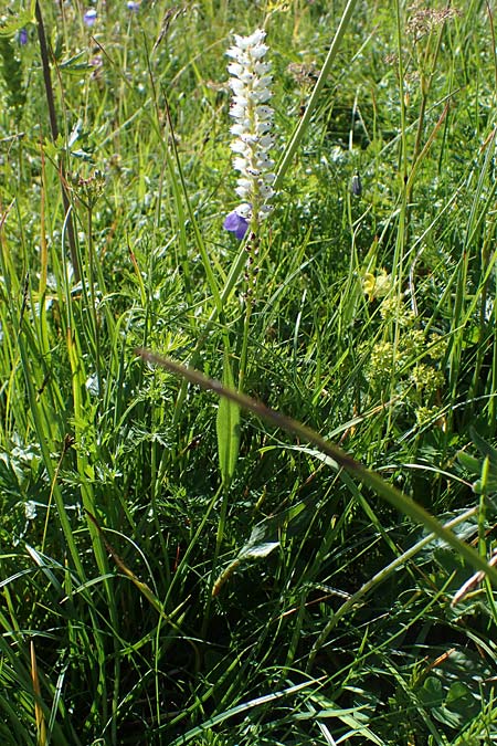 Bistorta vivipara / Alpine Bistort, I Südtirol,  Plätzwiese 5.7.2022