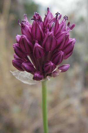 Allium sphaerocephalon \ Kugel-Lauch / Round-Headed Leek, I Passignano 1.6.2007