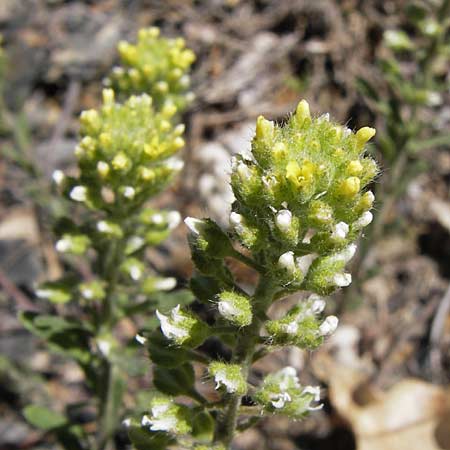 Alyssum alyssoides \ Kelch-Steinkraut, I Liguria, Molini di Triora 26.5.2013