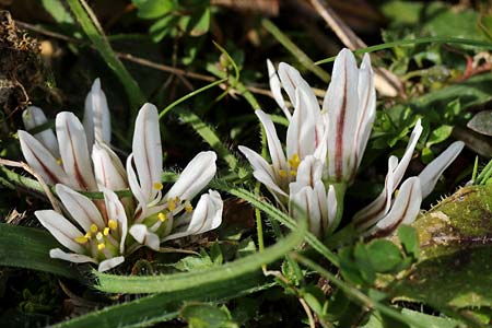 Allium chamaemoly \ Zwerg-Knoblauch / Dwarf Garlic, I Diano San Pietro 25.2.2019 (Photo: Uwe & Katja Grabner)