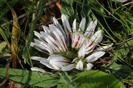 Allium chamaemoly \ Zwerg-Knoblauch / Dwarf Garlic, I Diano San Pietro 25.2.2019 (Photo: Uwe & Katja Grabner)