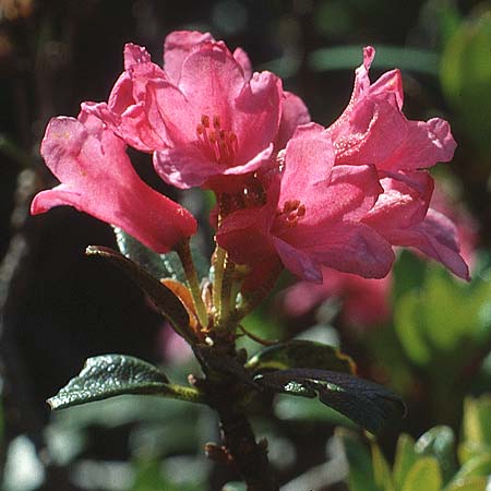 Rhododendron ferrugineum \ Rostblttrige Alpenrose, I Paganella 12.7.1991