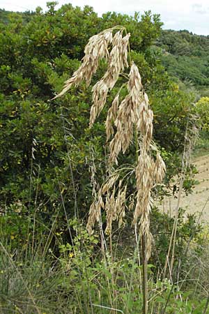 Ampelodesmos mauritanica / Mauritanian Grass, I Ancona 29.5.2007