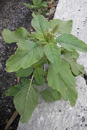 Amaranthus retroflexus \ Rauhaariger Amaranth / Common Pigweed, I Trieste 27.6.2010