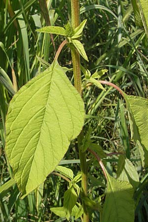 Amaranthus retroflexus \ Rauhaariger Amaranth, I Zoppola 31.7.2011