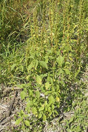 Amaranthus retroflexus \ Rauhaariger Amaranth, I Zoppola 31.7.2011