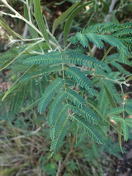 Acacia melanoxylon \ Schwarzholz-Akazie / Blackwood Wattle, I Liguria, Moneglia 26.9.2023