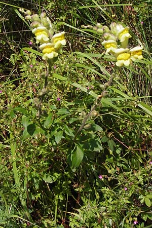 Antirrhinum latifolium \ Breitblttriges Lwenmaul / Yellow Snapdragon, I Liguria, Zuccarello 19.5.2013