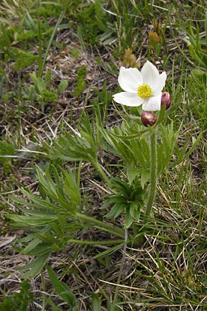 Anemone narcissiflora \ Berghhnlein, Narzissenbltige Anemone, I Liguria, Imperia, Monte Saccarello 29.5.2013