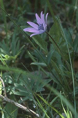 Anemone hortensis / Broad-Leaved Anemone, I Promontorio del Gargano, Mattinata 30.4.1985