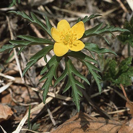 Anemone ranunculoides \ Gelbes Windrschen / Yellow Anemone, I Monte Baldo 10.5.1986