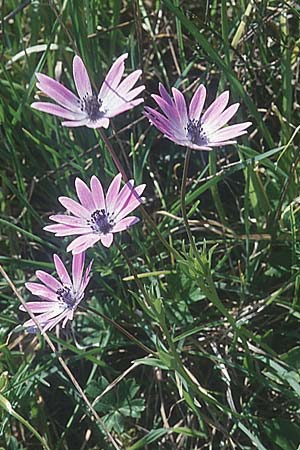 Anemone hortensis \ Stern-Anemone, I Toscana, Alberese 28.3.1998