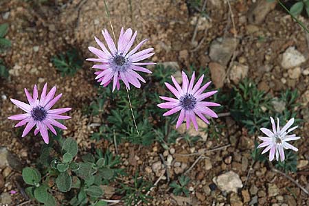 Anemone hortensis / Broad-Leaved Anemone, I Monte Argentario 17.3.2002