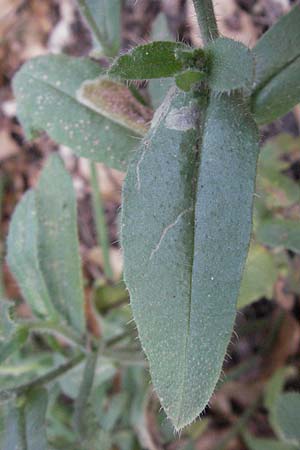 Anchusa officinalis \ Gewhnliche Ochsenzunge, I Orvieto 2.6.2007