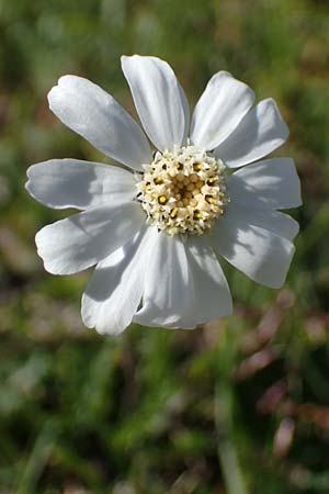 Achillea oxyloba \ Edle Schafgarbe, Dolomiten-Schafgarbe, I Südtirol,  Plätzwiese 5.7.2022