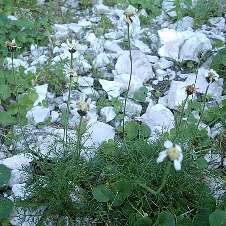 Achillea oxyloba \ Edle Schafgarbe, Dolomiten-Schafgarbe, I Prags,  Weißlahnsattel 6.7.2022