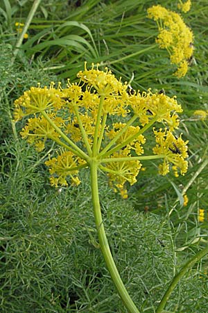 Ferulago campestris \ Knotenbltige Birkwurz / Field Fennel, I Monti Sibillini 8.6.2007