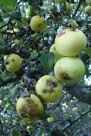 Malus sylvestris \ Holz-Apfel, Wild-Apfel / Crab Apple, I Liguria, Borzonasca 29.9.2023